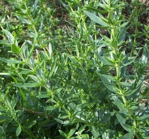 Drought Tolerance Hyssop For Sowing heirloom non-gmo organic garden seeds