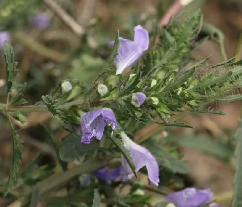 Drought Tolerance Hyssop For Sowing – Heirloom, Non-GMO, High Germination Organic Garden Seeds