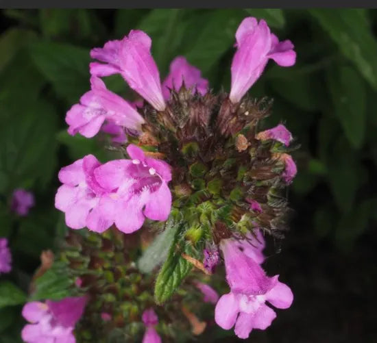 Drought Tolerance Wild Basil For Sowing heirloom non-gmo organic garden seeds