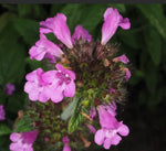 Drought Tolerance Wild Basil For Sowing heirloom non-gmo organic garden seeds