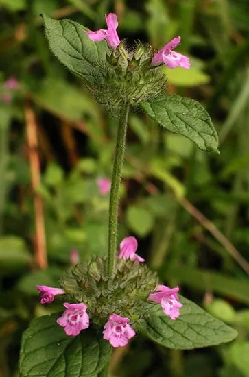 Drought Tolerance Wild Basil For Sowing – Heirloom, Non-GMO, High Germination Organic Garden Seeds