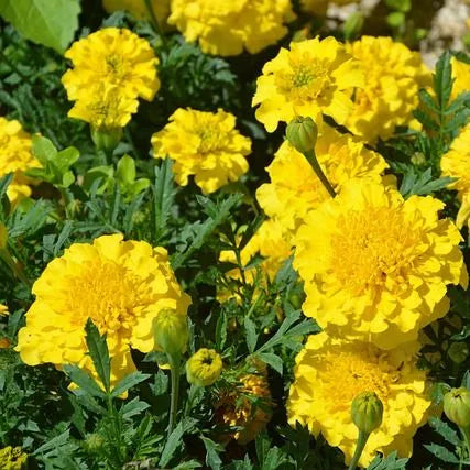 Drought Tolerant Cold Tolerant Marigold Disease Resistant Marigold Flower – Heirloom, Non-GMO, High Germination Organic Garden Seeds