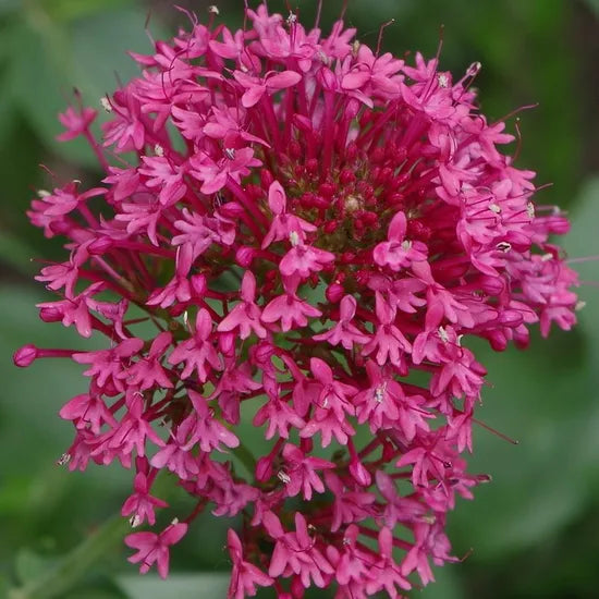 Drought Tolerant, High Germination Rate, High Quality Variety Centranthus Ruber L Dc Cut Flower – Heirloom, Non-GMO, High Germination Organic Garden Seeds