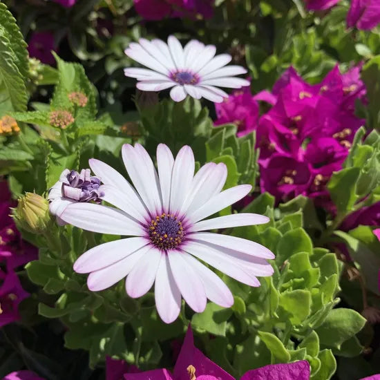 Drought Tolerant, Light Loving, Strong Branching Osteospermum heirloom non-gmo organic garden seeds