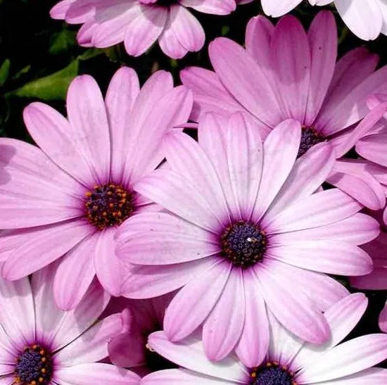 Drought Tolerant, Light Loving, Strong Branching Osteospermum – Heirloom, Non-GMO, High Germination Organic Garden Seeds