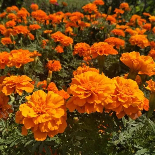 Drought Tolerant , Disease Resistant , Marigold Flower – Heirloom, Non-GMO, High Germination Organic Garden Seeds