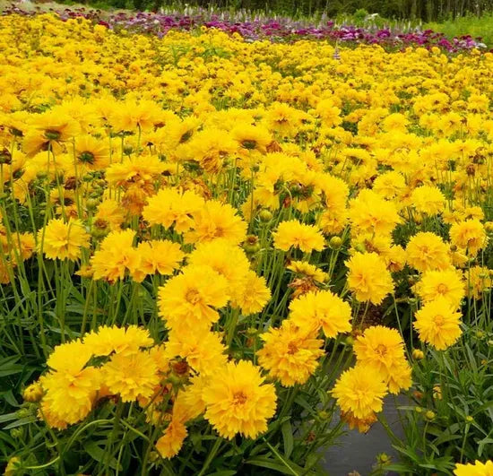 Drought Tolerant Perennial Varieties Coreopsis Early Sunrise heirloom non-gmo organic garden seeds