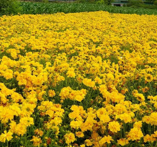 Drought Tolerant Perennial Varieties Coreopsis Early Sunrise – Heirloom, Non-GMO, High Germination Organic Garden Seeds