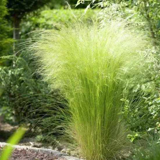 Drought Tolerant, Vigorous Growth, Perennial Grass, Perennial Grass Stipa Tenuissima Cut Flower heirloom non-gmo organic garden seeds