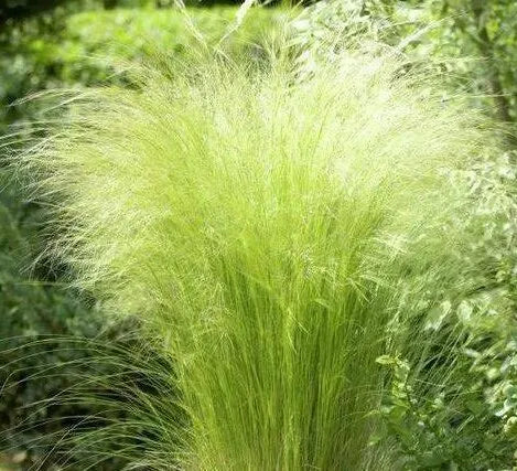 Drought Tolerant, Vigorous Growth, Perennial Grass, Perennial Grass Stipa Tenuissima Cut Flower – Heirloom, Non-GMO, High Germination Organic Garden Seeds