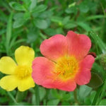 Drought Tolerant, Warmth Loving Helianthemum Perennial Varieties Of Perennial Flower Root heirloom non-gmo organic garden seeds