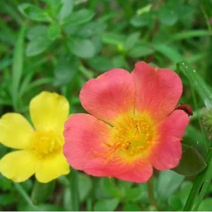 Drought Tolerant, Warmth Loving Helianthemum Perennial Varieties Of Perennial Flower Root heirloom non-gmo organic garden seeds
