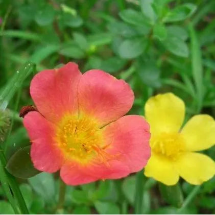 Drought Tolerant, Warmth Loving Helianthemum Perennial Varieties Of Perennial Flower Root – Heirloom, Non-GMO, High Germination Organic Garden Seeds