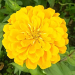 Drought Tolerant, Warmth Loving, Strong Annual Herb Flower Zinnia heirloom non-gmo organic garden seeds