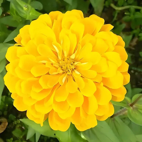 Drought Tolerant, Warmth Loving, Strong Annual Herb Flower Zinnia heirloom non-gmo organic garden seeds