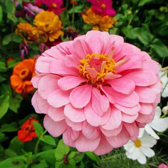 Drought Tolerant, Warmth Loving, Strong Annual Herb Flower Zinnia – Heirloom, Non-GMO, High Germination Organic Garden Seeds