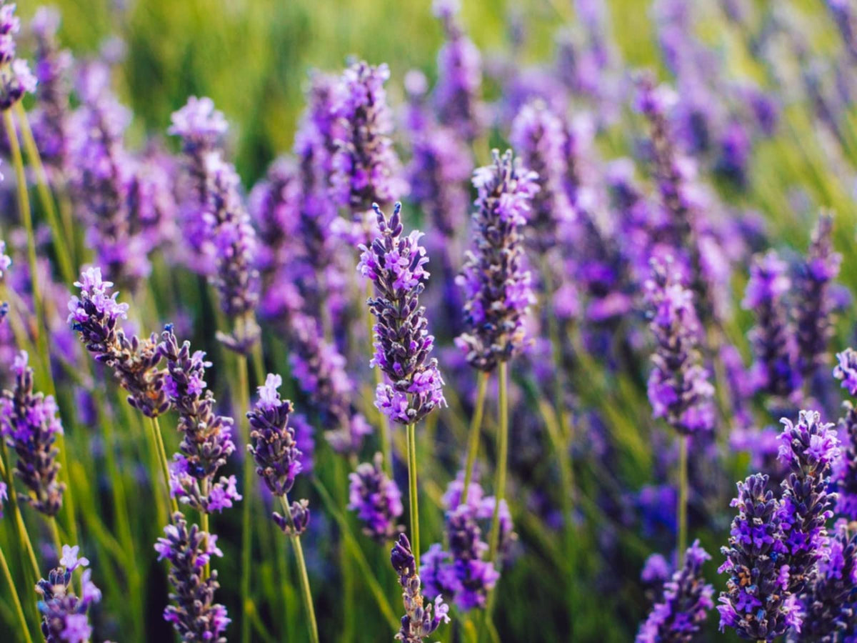 Drought tolerant Lavender planting used as a fragrant border in a sunny garden.