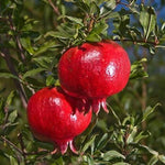 The glossy, green foliage and woody stems of an established, hardy Pomegranate shrub