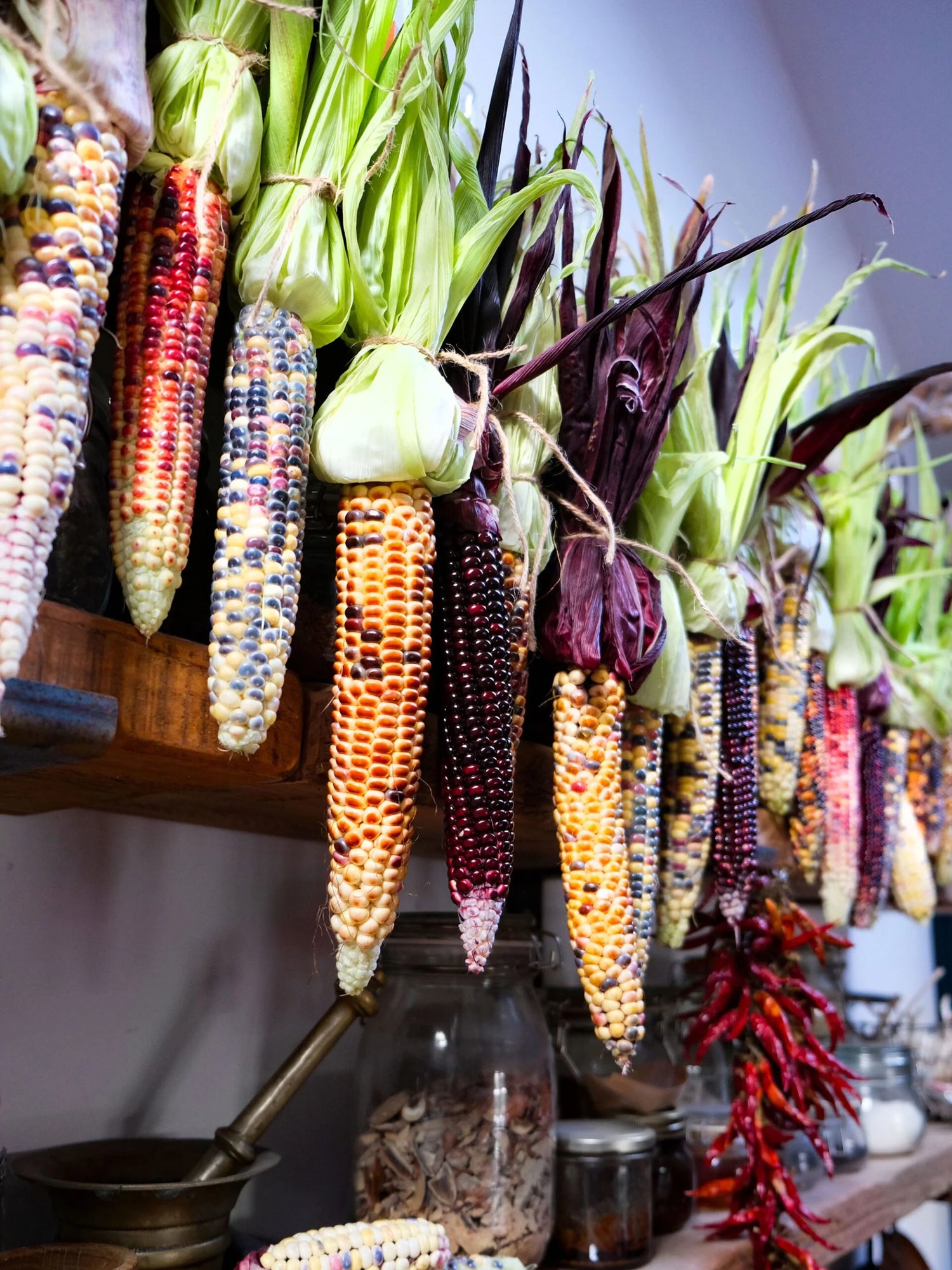 Fiesta Hybrid Corn Seeds | Multi-Colored Sweet Ornamental Corn – Heirloom, Non-GMO, High Germination Organic Garden Seeds