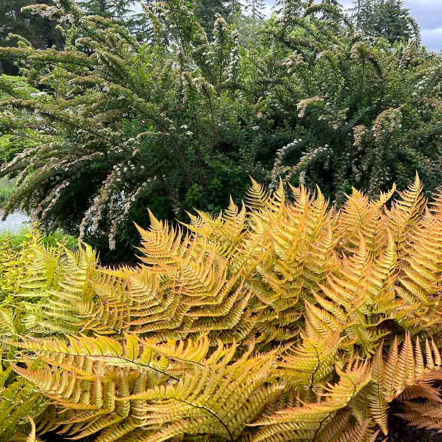 Dryopteris Erythrosora Plant Seeds for Planting, Heirloom, Non-GMO
