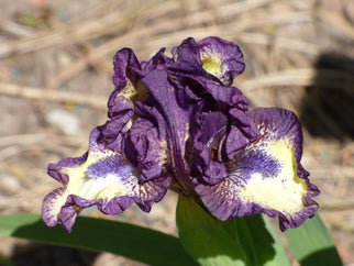 Dubs Dwarf Iris