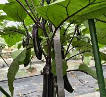 Durable Eggplant Ideal For Long Term Storage Solutions heirloom non-gmo organic garden seeds