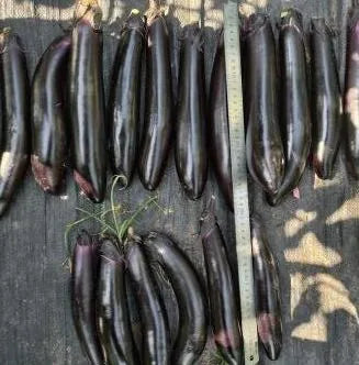 Durable Eggplant Ideal For Long Term Storage Solutions – Heirloom, Non-GMO, High Germination Organic Garden Seeds