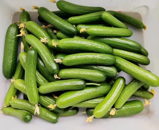Dutch Cucumber Excellent Quality Cucumber For Sowing heirloom non-gmo organic garden seeds
