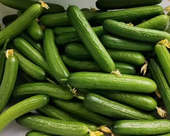 Dutch Type Hybrid Vigorous Growth Cucumber For Sowing heirloom non-gmo organic garden seeds