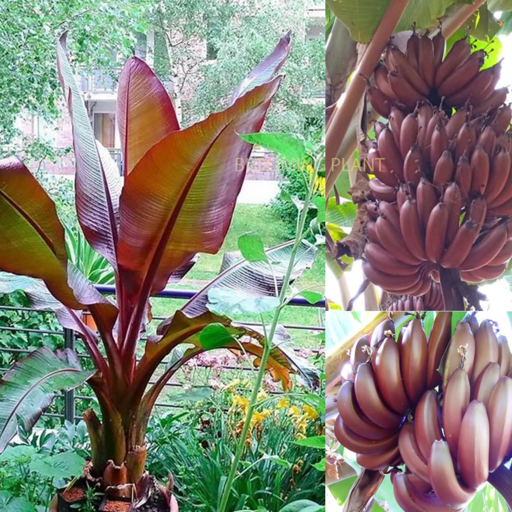 Dwarf Banana Musa acuminata seeds packet Non-GMO for patio garden