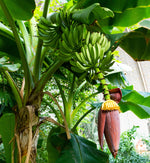 Dwarf Banana plant growing in a large container for an urban garden