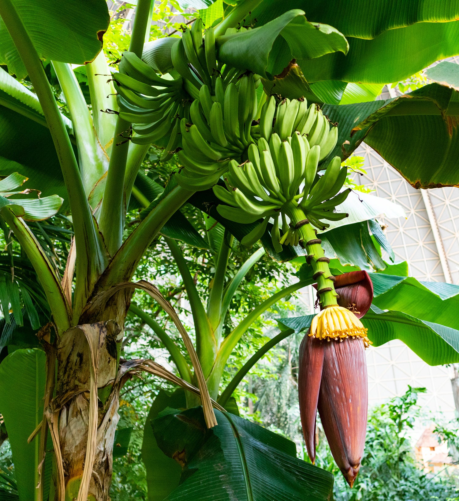 Dwarf Banana plant growing in a large container for an urban garden