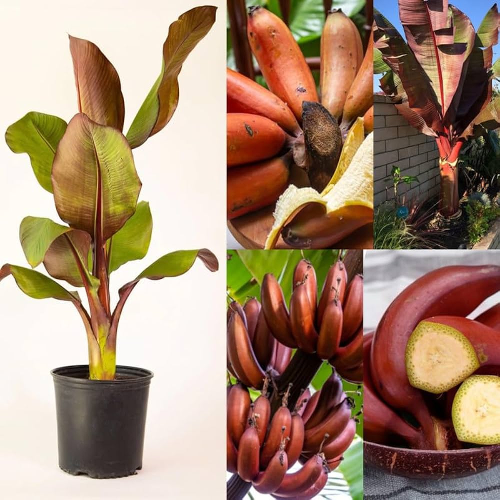 Dwarf Banana plant growing in a large container for a tropical patio garden