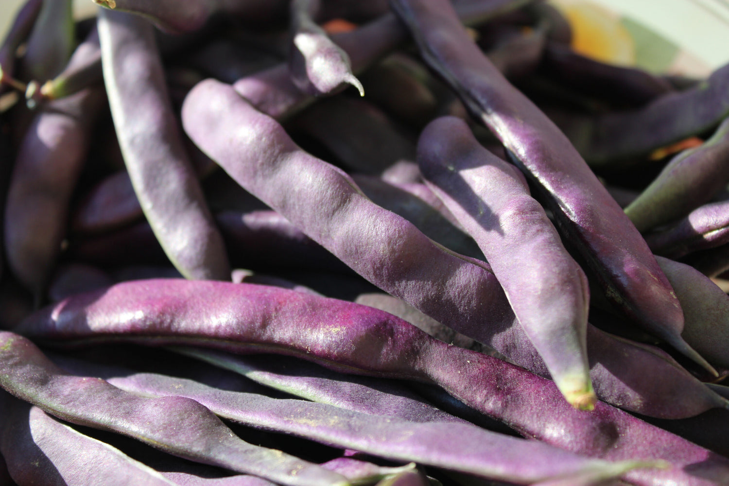 Dwarf Velour French Bean Seeds | Deep Purple Gourmet Filet Beans – Heirloom, Non-GMO, High Germination Organic Garden Seeds