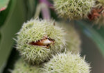 Chinquapin chestnut Castanea pumila tree seeds for native yard