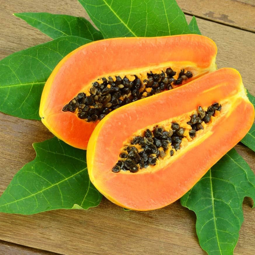 Dwarf Papaya perennial plant growing in a large container on a patio