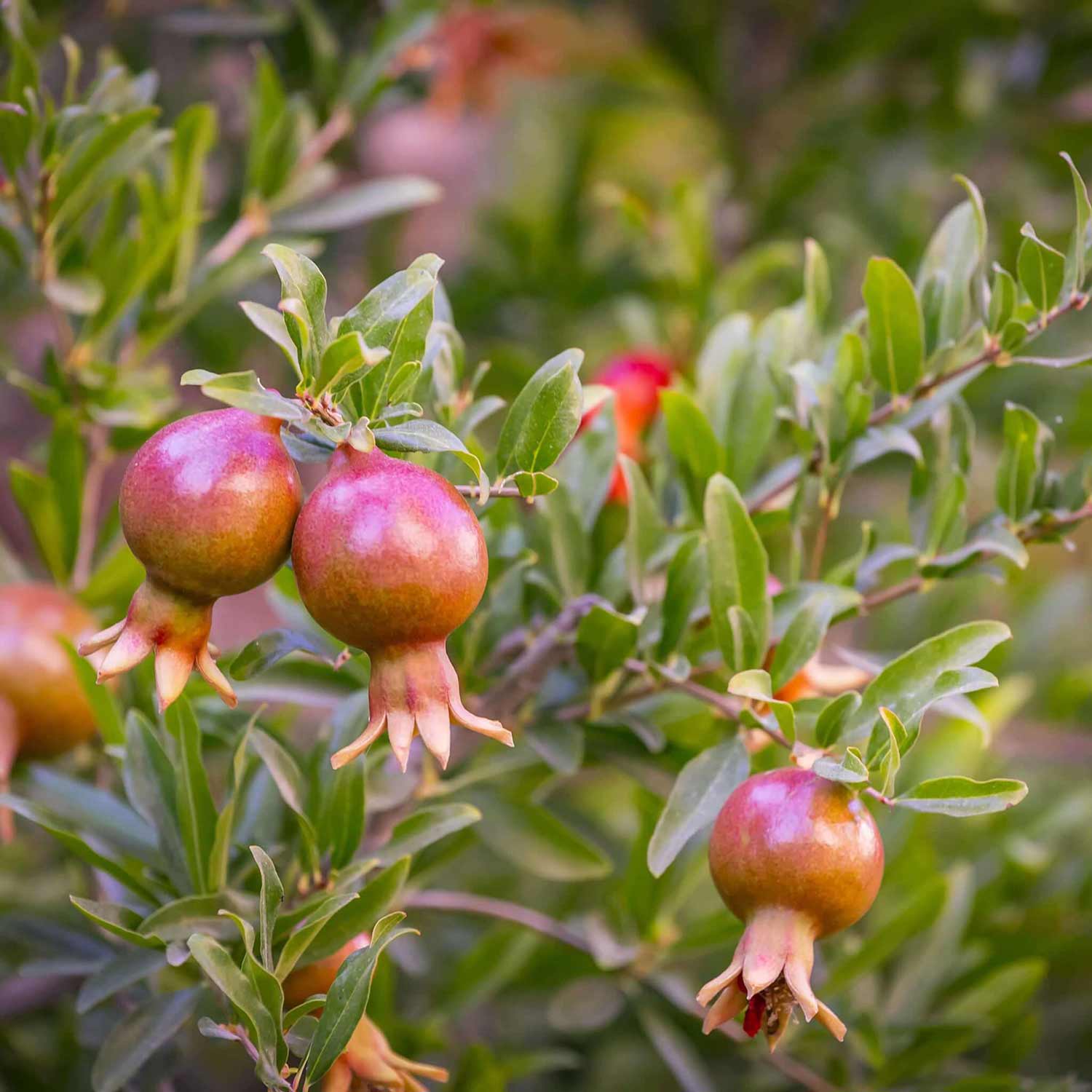 Pomegranate Seeds - Dwarf