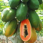 Dwarf Sweet Papaya seeds packet Non-GMO for tropical garden