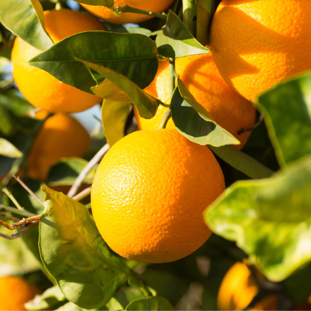 Dwarf Valencia Orange Seeds for planting container citrus, high quality sweet orange seeds for urban garden.