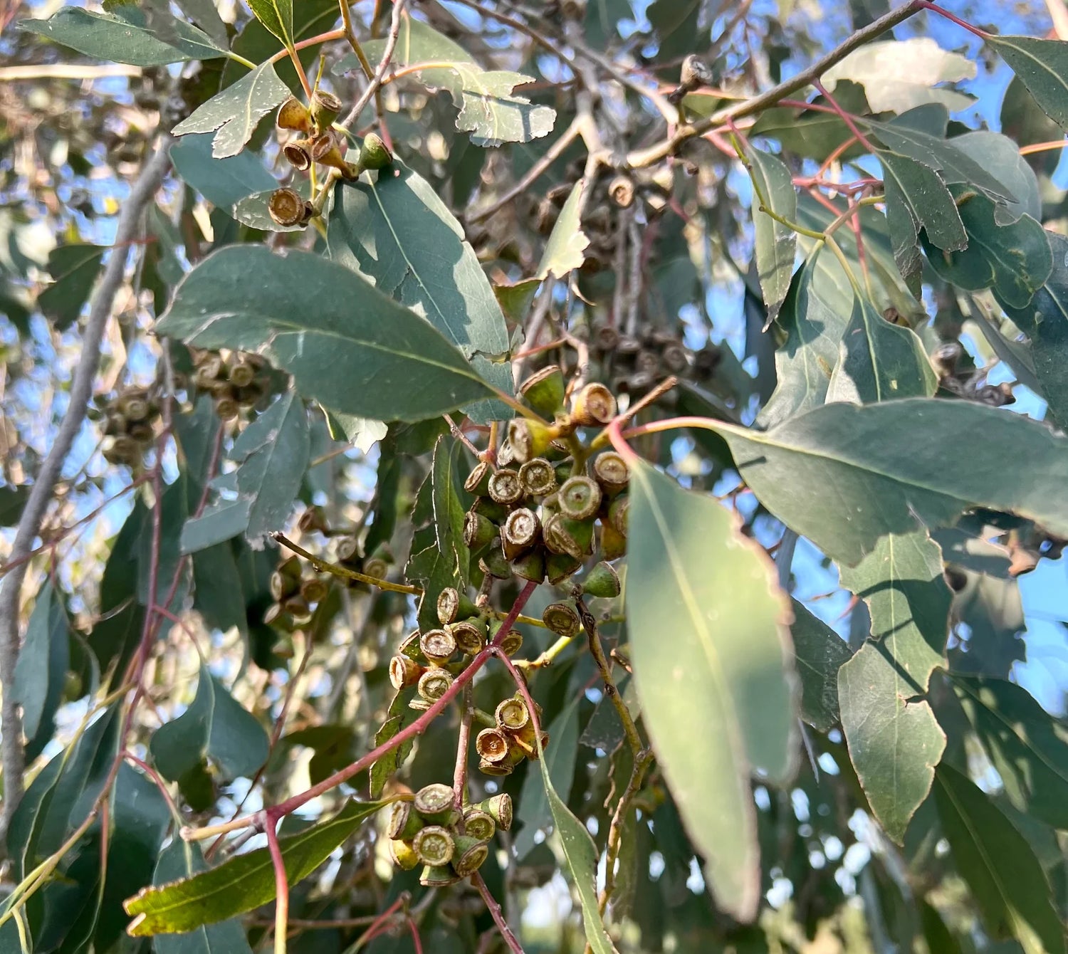 Eucalyptus Plant Seeds – Unique & Fragrant-Heirloom & Non-GMO Seeds for planting – Fresh Herb for Your Garden