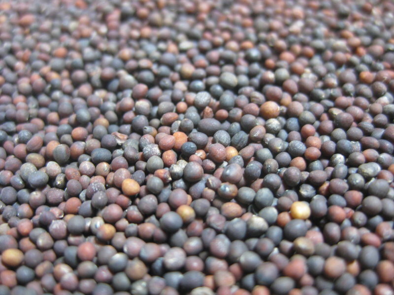 Pink Sprouting Kale Seeds