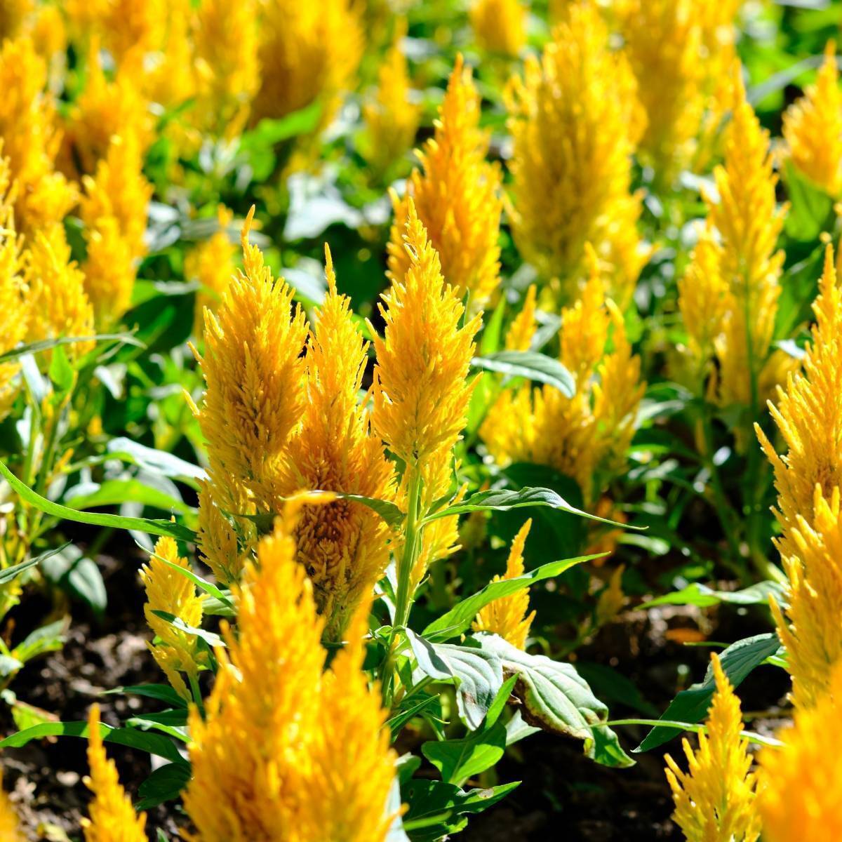 Celosia Lilliput Golden Feather Seeds