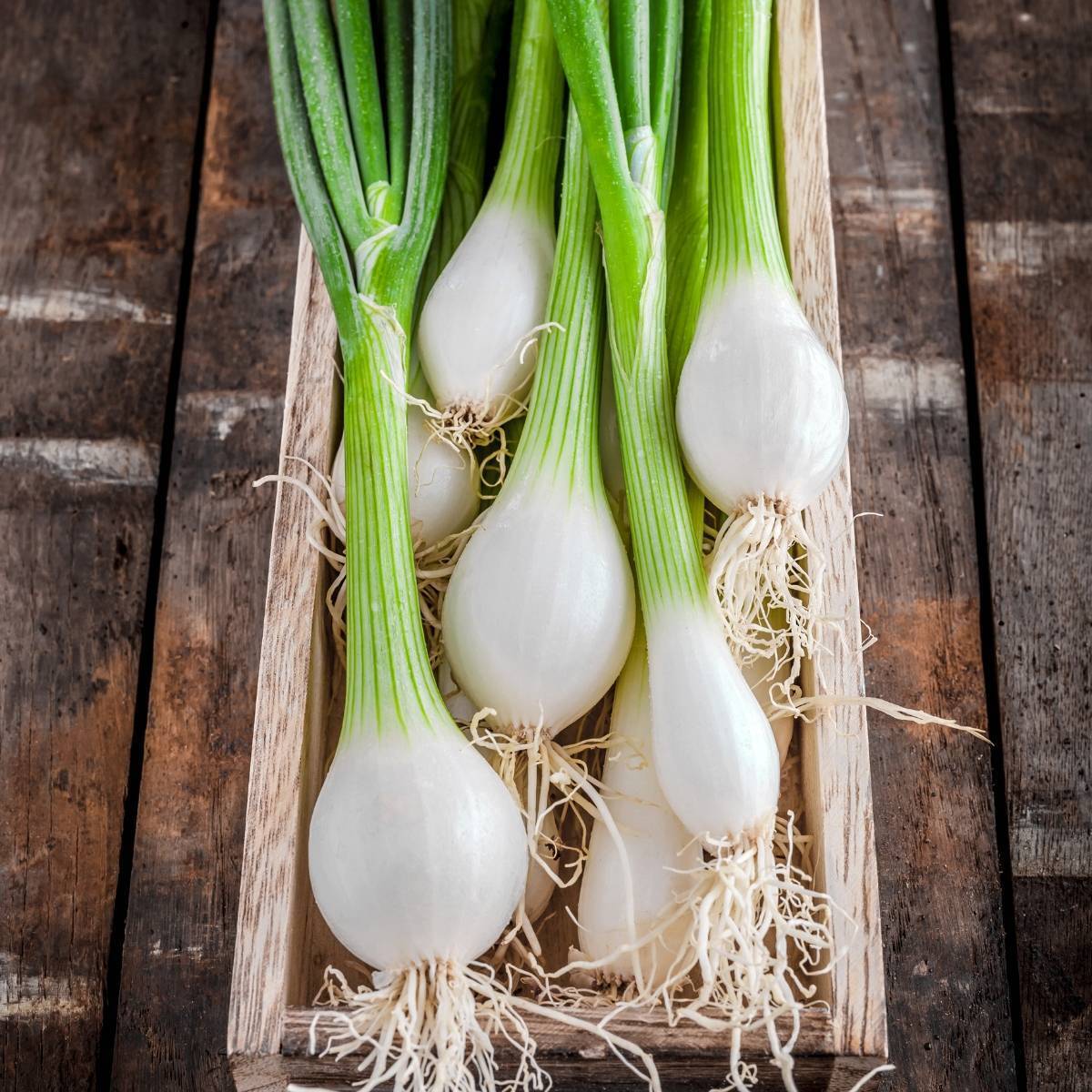 White Lisbon Bunching Onion Seeds