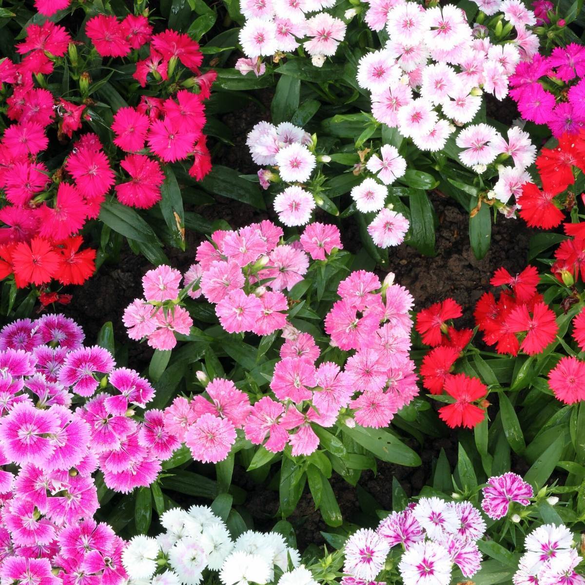 Sweet William Summertime Mix Seeds