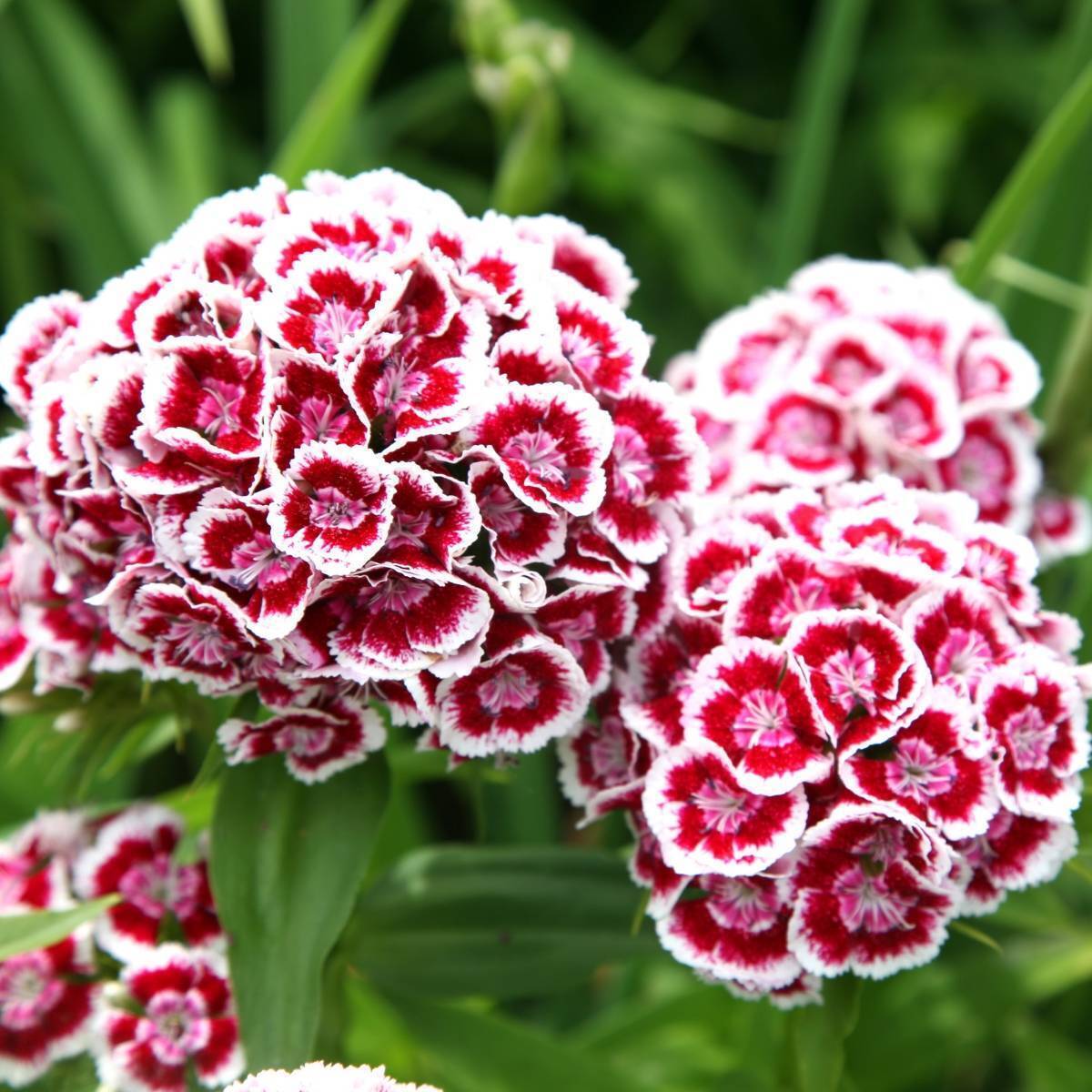 Sweet William Herald of Spring Seeds