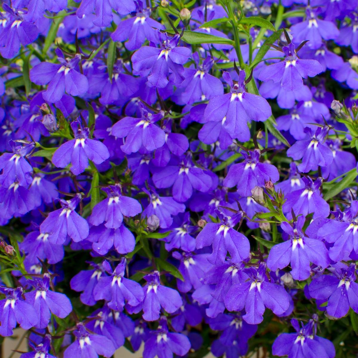 Lobelia Emperor William Seeds