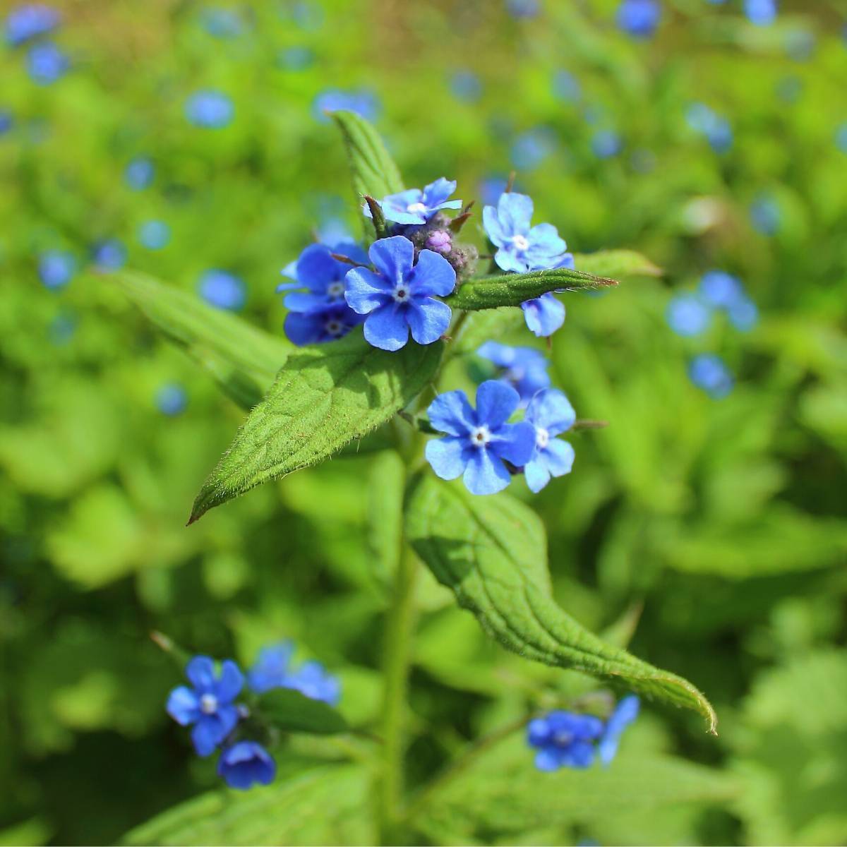 Forget Me Not, Chinese Firmament Indigo Blue Seeds