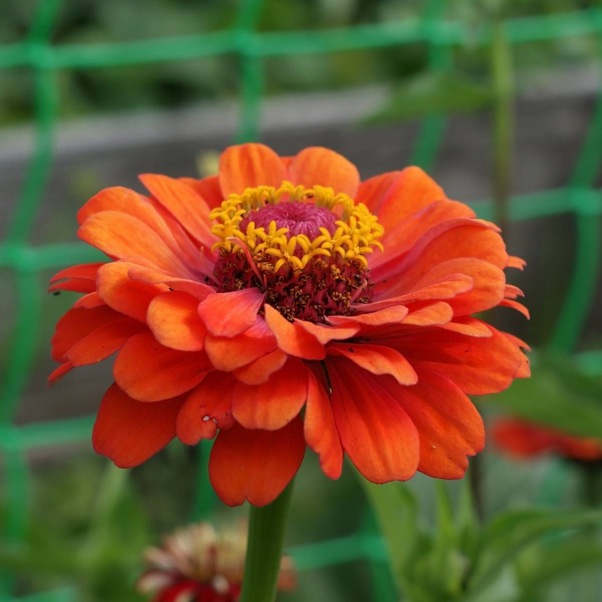 Zinnia Oriole Seeds