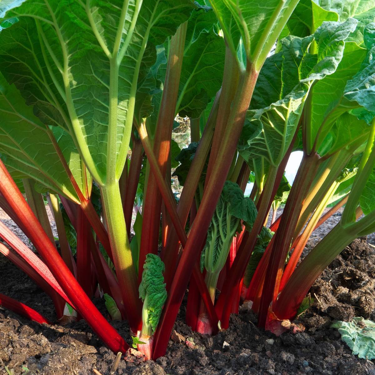 Glaskins Perpetual Rhubarb Seeds