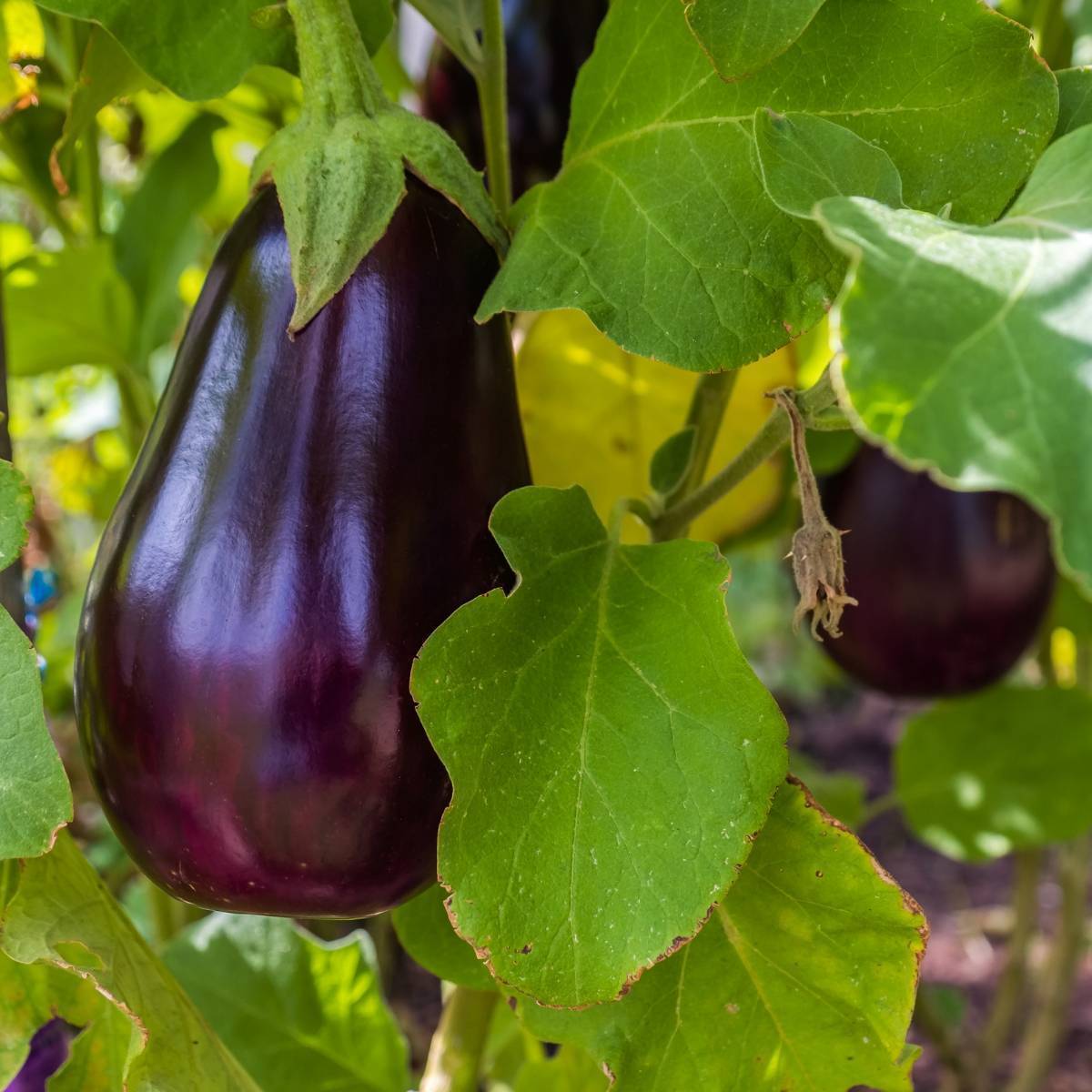 Florida Market Eggplant Seeds